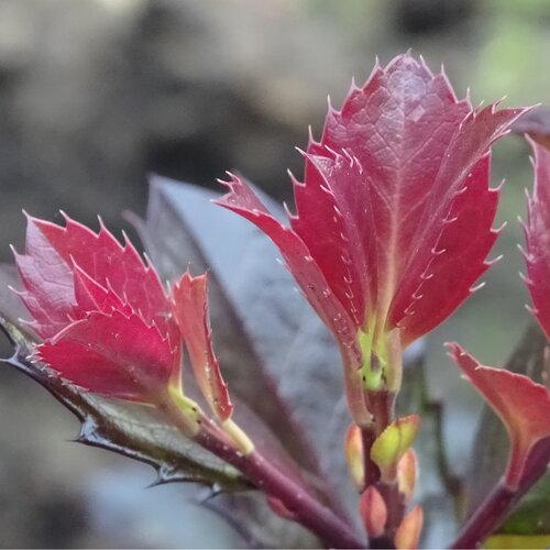 Ilex x meserveae Castle Rouge®