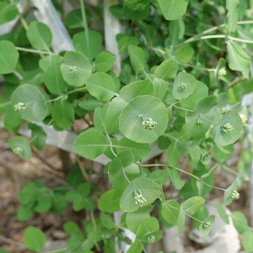Lonicera reticulata Kintzley's Ghost®
