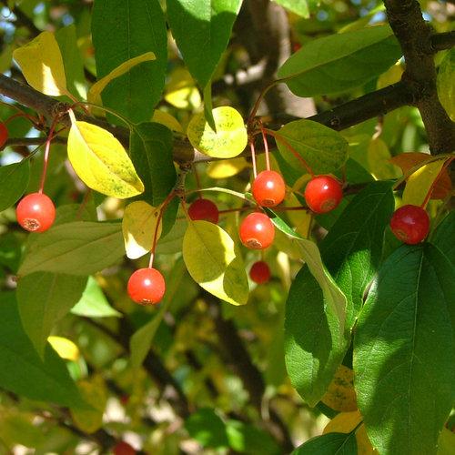 Malus Lollipop®