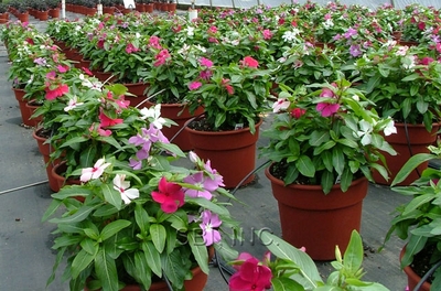Vinca Cora™ Mix