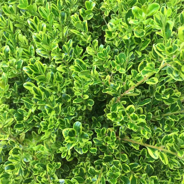 Buxus microphylla 'Golden Dream'