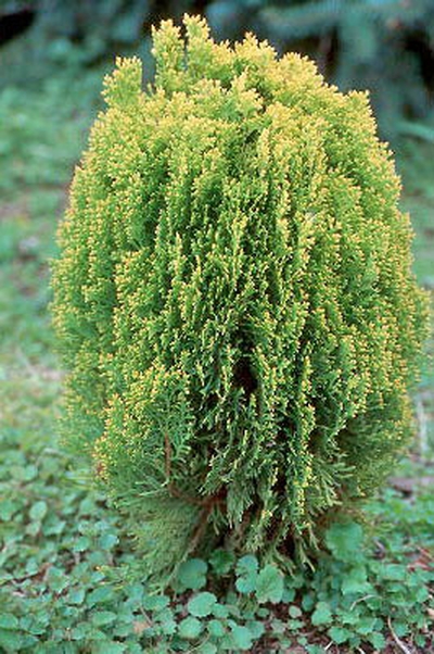 Thuja orientalis 'Morgan'