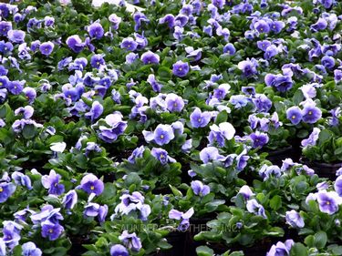 Pansy 'Delta Premium Pure Light Blue'