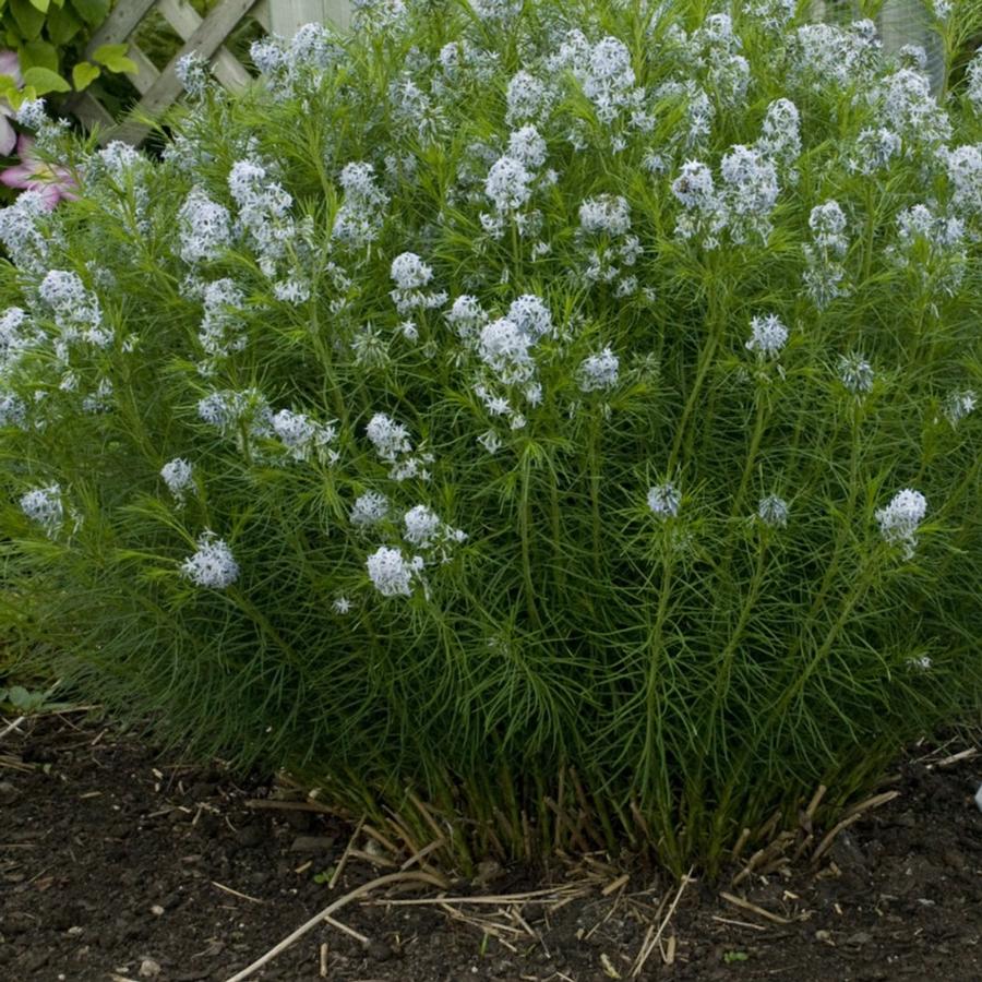 Amsonia hubrichtii 