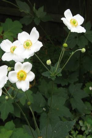 Anemone x hybrida 'Honorine Jobert'