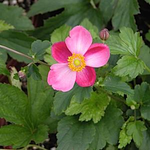 Anemone x hybrida 'September Charm'