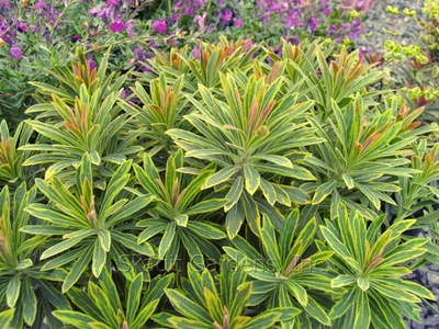 Euphorbia x martinii 'Ascot Rainbow'