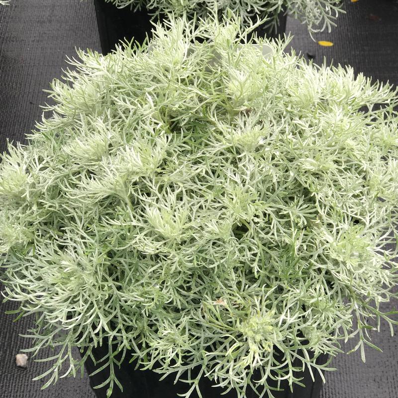 Artemisia schmidtiana 'Silver Mound'