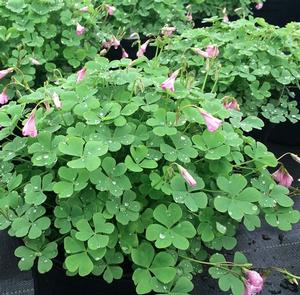 Oxalis Crassipes Rosea Cottage Pink Wood Sorrel From Saunders Brothers Inc Oxalis Crassipes Rosea Cottage Pink Wood Sorrel From Saunders Brothers Inc