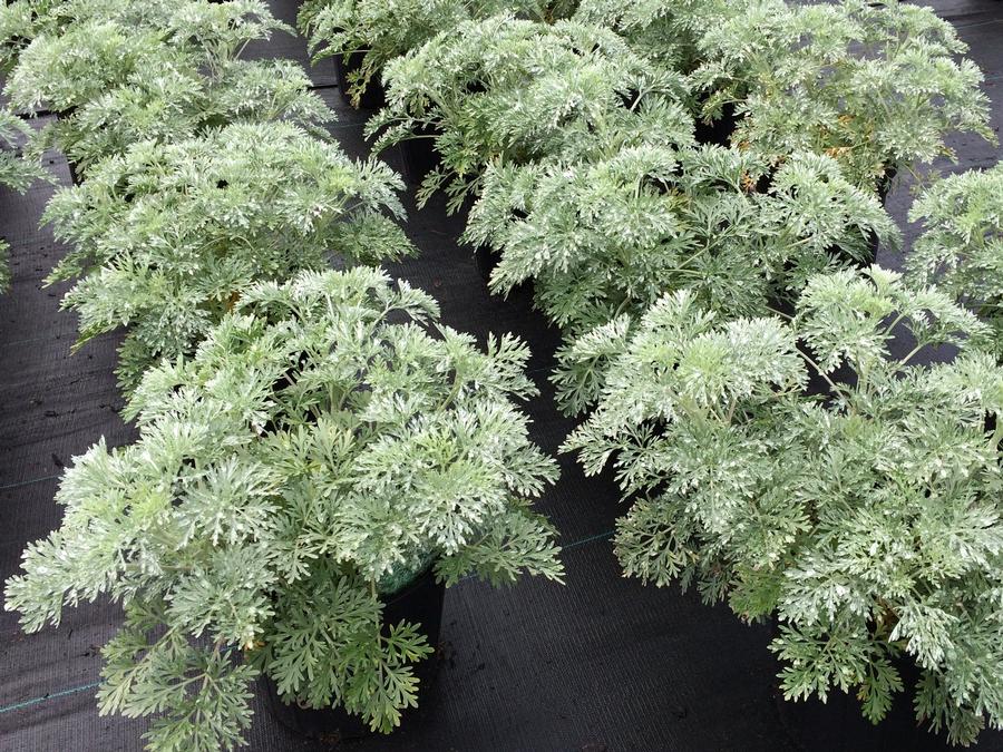 Artemisia x 'Powis Castle'