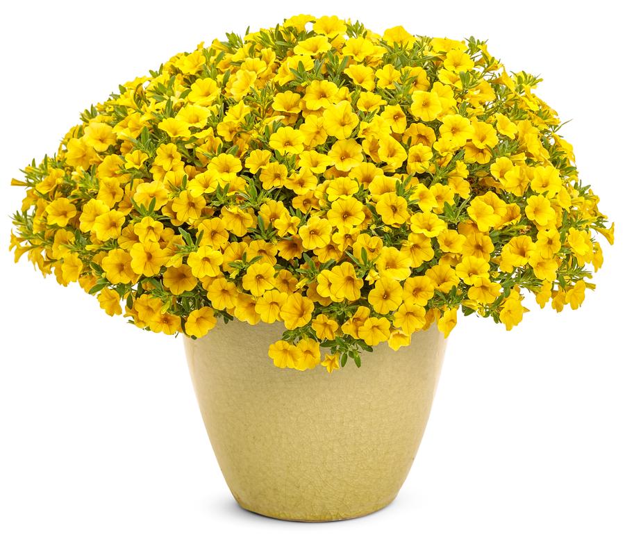 Calibrachoa Superbells® Yellow