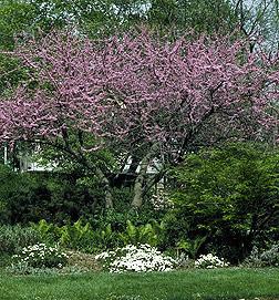 Cercis canadensis 