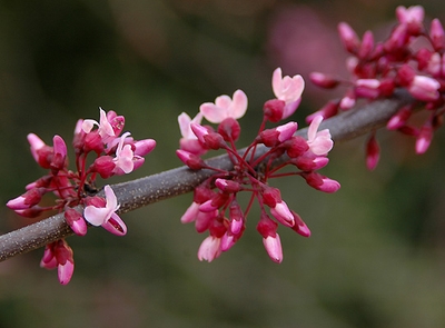 Cercis canadensis 'Forest Pansy'