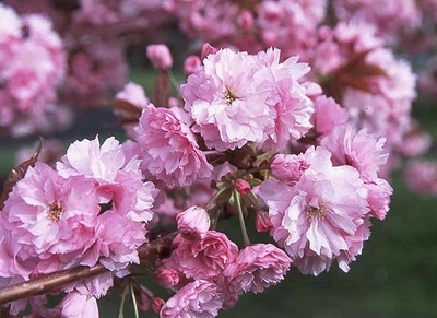 Prunus serrulata 'Kwanzan'