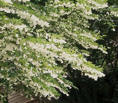 Styrax japonicus 