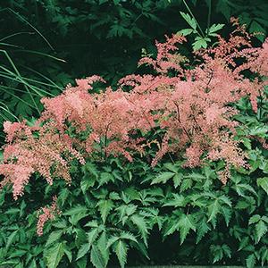 Astilbe simplicifolia 'Hennie Graafland'