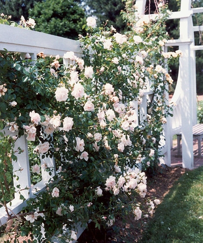 Rose Climber 'New Dawn'
