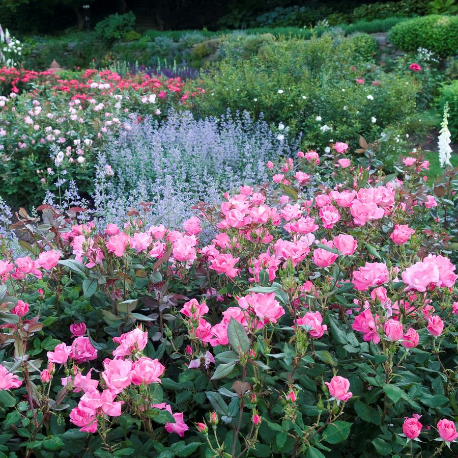 Rose Pink Knock Out®