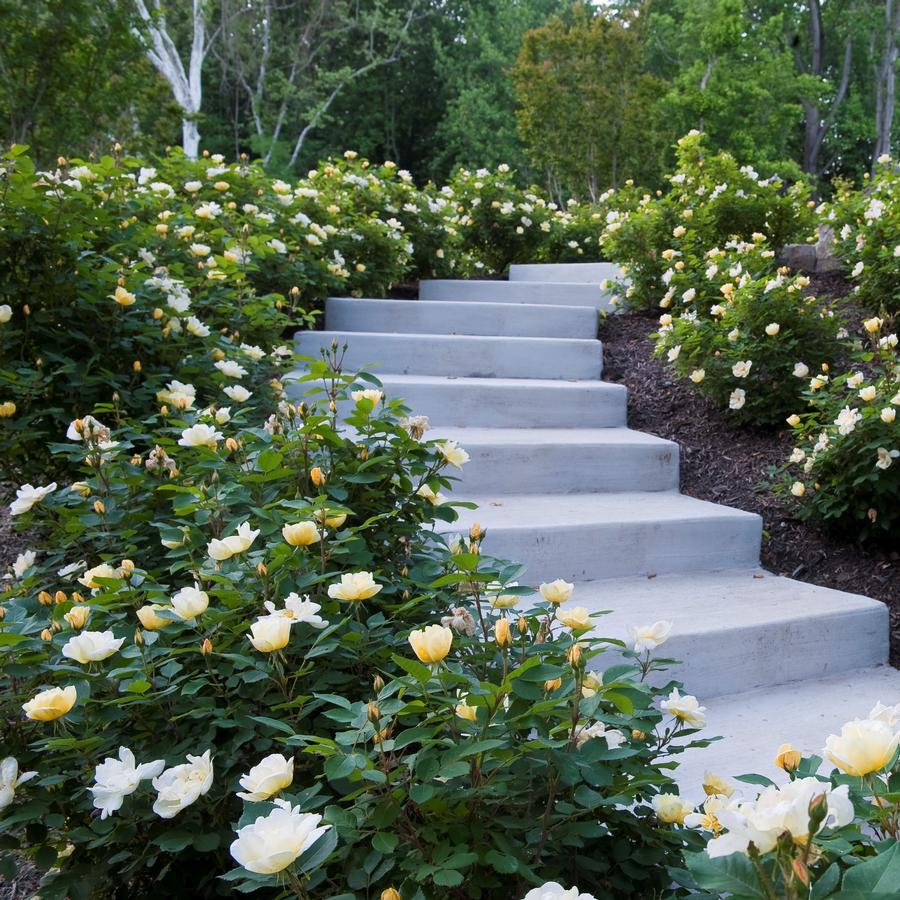 Rose Shrub Sunny Knock Out&reg;