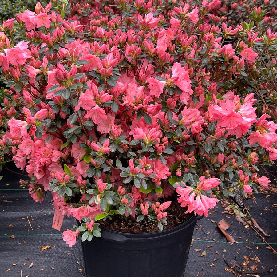 Azalea 'Blaauw's Pink'