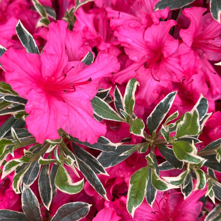 Azalea 'Christi Lyn'