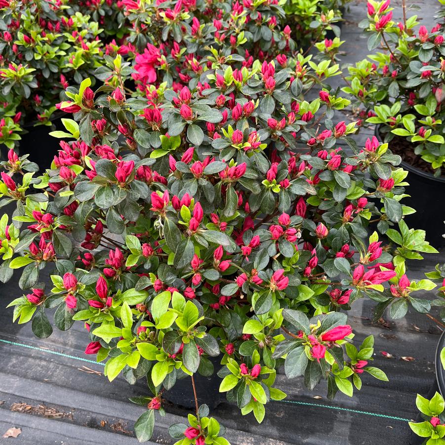 Azalea 'Girard's Crimson'