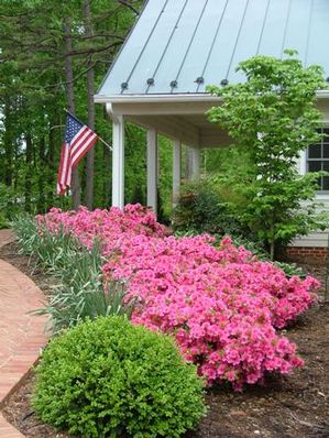 Azalea 'Girard's Renee Michelle'