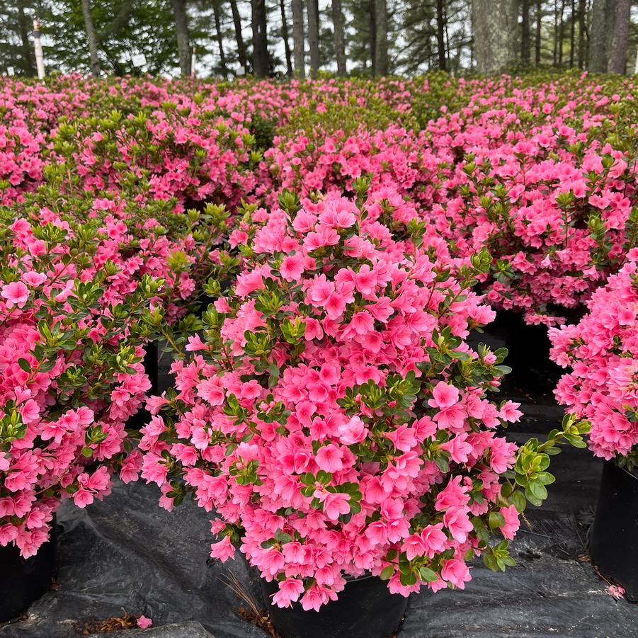 Azalea Kurume 'Coral Bells'