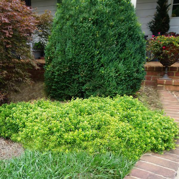 Buxus microphylla 'Grace Hendrick Phillips'