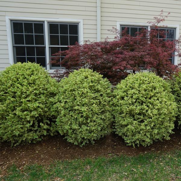 Buxus sempervirens 'Elegantissima'