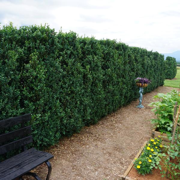 Buxus sempervirens 'Fastigiata'