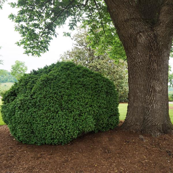 Buxus sempervirens 'Suffruticosa'