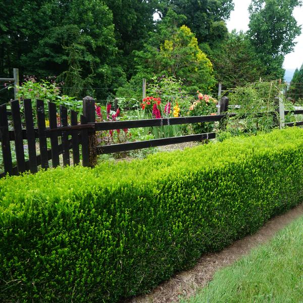 Buxus sempervirens 'Justin Brouwers'