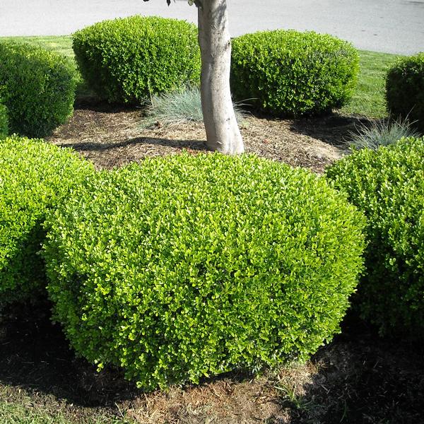 Buxus sinica var. insularis 'Nana'