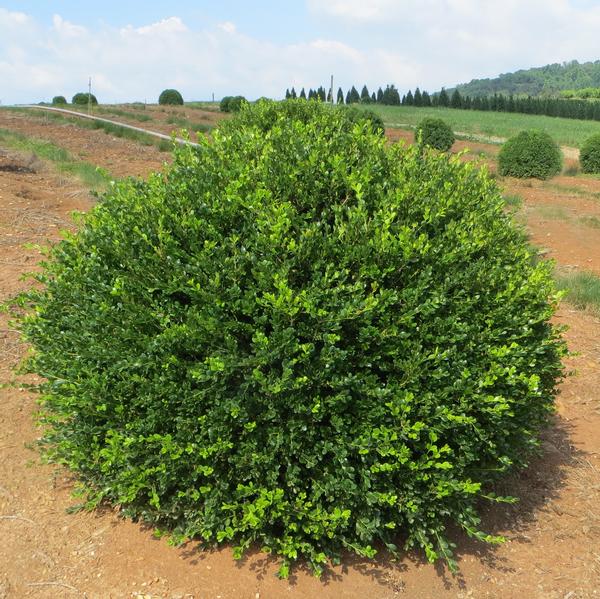 Buxus microphylla var. japonica 'Wintergreen'