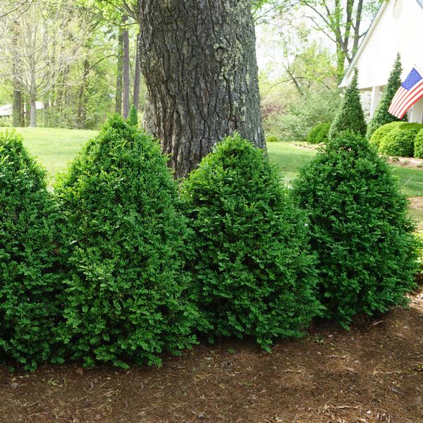 Buxus x 'Green Mountain'