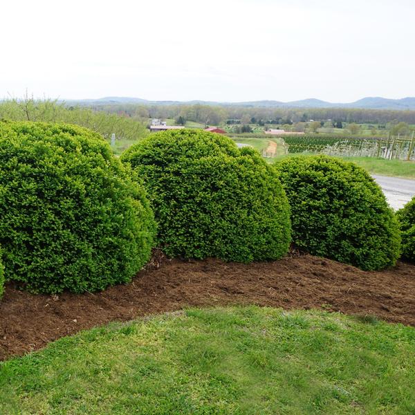 Buxus x 'Green Velvet'