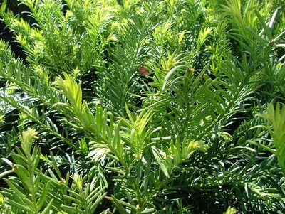 Cephalotaxus harringtonia 'Duke Gardens'