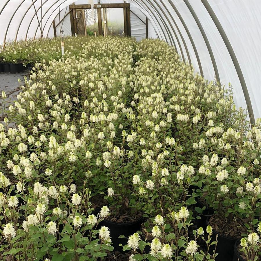 Fothergilla major 'Mt. Airy'