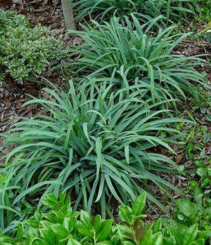 Carex laxiculmis 'Hobb'