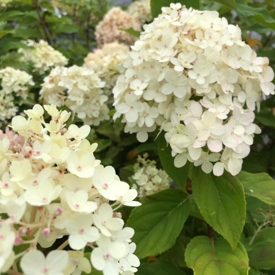 Hydrangea paniculata 'Limelight'