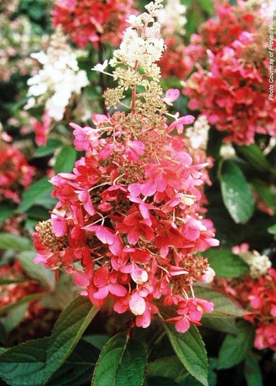 Hydrangea paniculata Pinky Winky® (tree form)