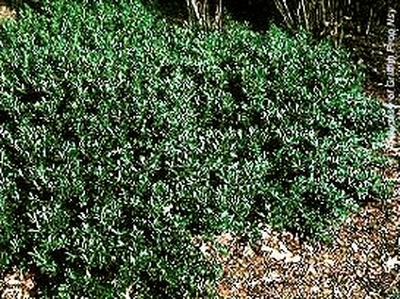 Ilex crenata 'Hoogendorn'