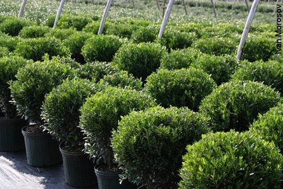 Ilex glabra 'Shamrock'