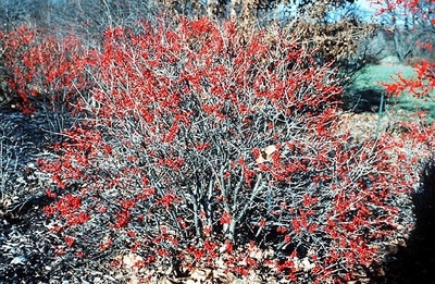 Ilex verticillata 'Red Sprite'