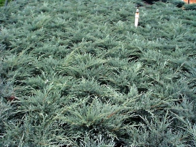 Juniperus chinensis 'Angelica Blue'