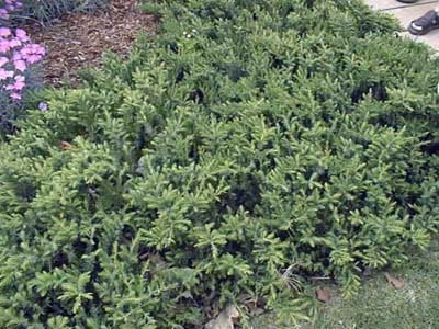 Juniperus conferta 'Blue Pacific'