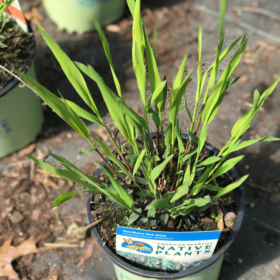 Chasmanthium latifolium 