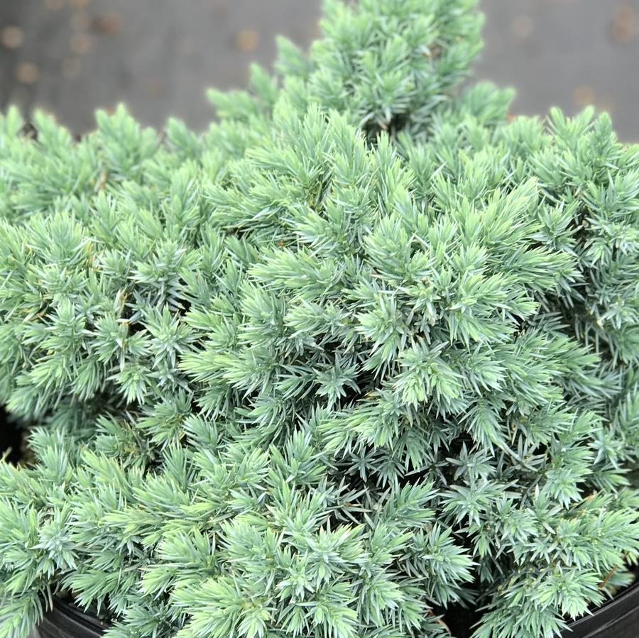 Juniperus squamata 'Blue Star'