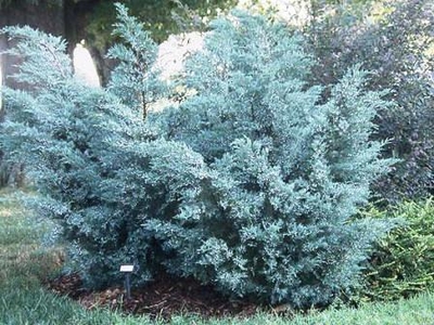 Juniperus virginiana 'Grey Owl'